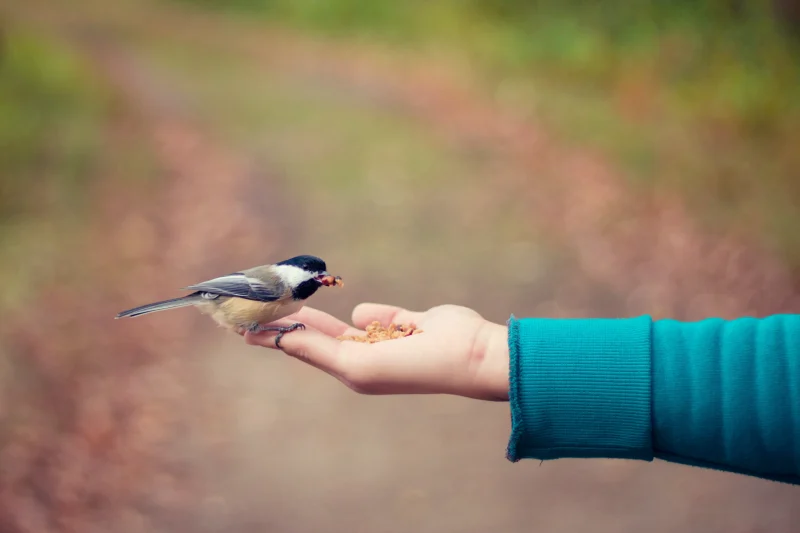 手中の鳥の原理